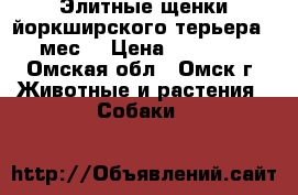 Элитные щенки йоркширского терьера.3 мес. › Цена ­ 15 000 - Омская обл., Омск г. Животные и растения » Собаки   